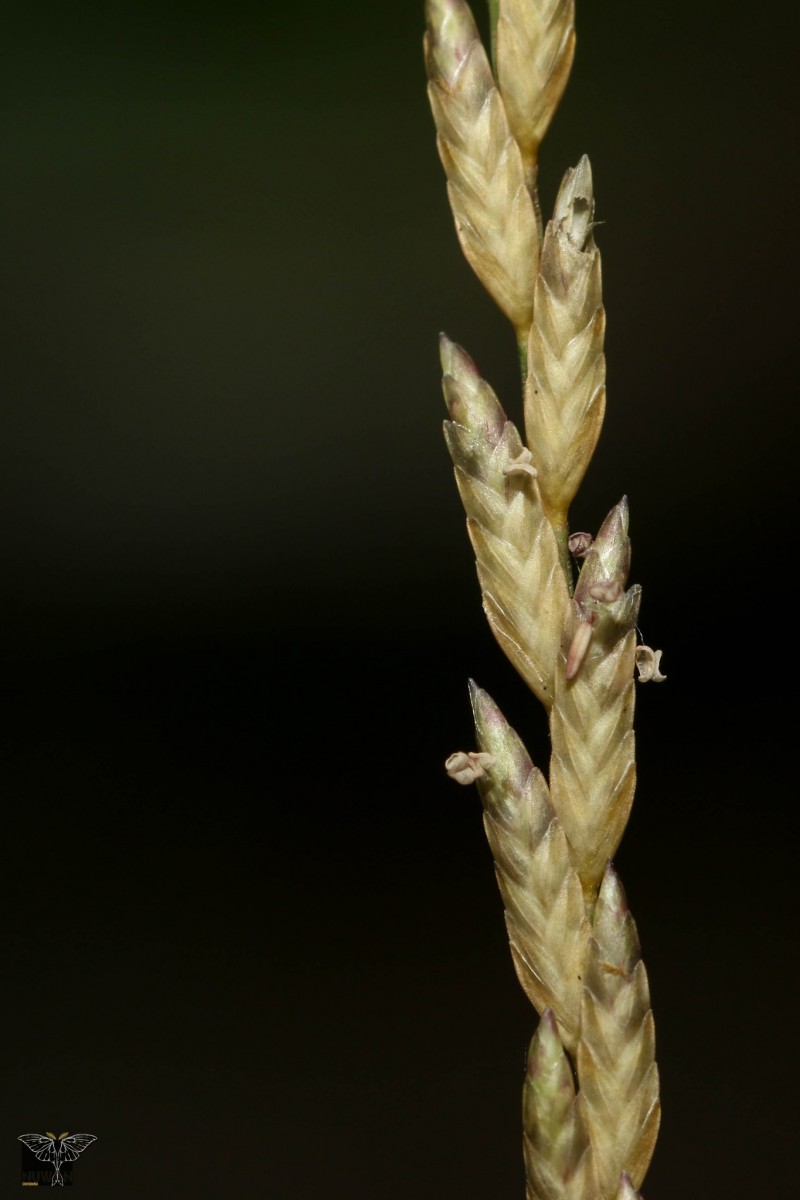 Eragrostiella